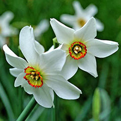 Fragrant Daffodil Pheasant's Eye Narcissus Bulbs Blooms Species Growing Bonsai Roots Rhizomes Corms Tubers Potted Planting Reblooming Fragrant Garden Flower Seeds Plant