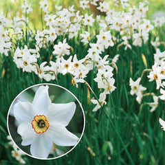 Fragrant Daffodil Pheasant's Eye Narcissus Bulbs Blooms Species Growing Bonsai Roots Rhizomes Corms Tubers Potted Planting Reblooming Fragrant Garden Flower Seeds Plant
