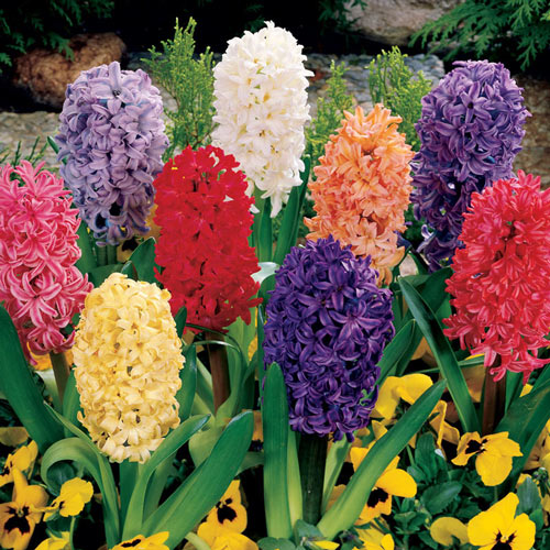 Hyacinth Mixed  Bulbs Blooms Species Growing Bonsai Roots Rhizomes Corms Tubers Potted Planting Reblooming Fragrant Garden Flower Seeds Plant Gardening