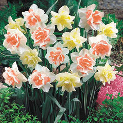 Double Daffodil Duo Narcissus Bulbs Blooms Species Growing Bonsai Roots Rhizomes Corms Tubers Potted Planting Reblooming Fragrant Garden Flower Seeds Plant - Seedsplant