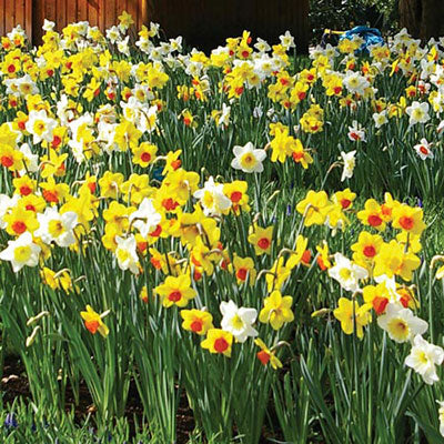 Mixed Daffodils All Colors and Kinds Narcissus Bulbs Blooms Species Growing Bonsai Roots Rhizomes Corms Tubers Potted Planting Reblooming Fragrant Garden Flower Seeds Plant