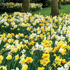 Mixed Daffodils All Colors and Kinds Narcissus Bulbs Blooms Species Growing Bonsai Roots Rhizomes Corms Tubers Potted Planting Reblooming Fragrant Garden Flower Seeds Plant - Seedsplant