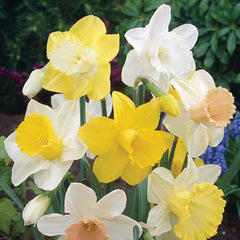 Giant Trumpet Daffodil Mix Narcissus Bulbs Blooms Species Growing Bonsai Roots Rhizomes Corms Tubers Potted Planting Reblooming Fragrant Garden Flower Seeds Plant