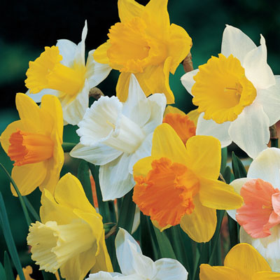 Giant Trumpet Daffodil Mix Narcissus Bulbs Blooms Species Growing Bonsai Roots Rhizomes Corms Tubers Potted Planting Reblooming Fragrant Garden Flower Seeds Plant