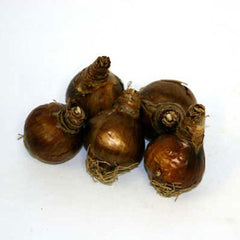 Double Daffodil Erlicheer Narcissus Bulbs Blooms Species Growing Bonsai Roots Rhizomes Corms Tubers Potted Planting Reblooming Fragrant Garden Flower Seeds Plant - Seedsplant