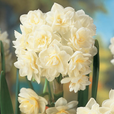 Double Daffodil Erlicheer Narcissus Bulbs Blooms Species Growing Bonsai Roots Rhizomes Corms Tubers Potted Planting Reblooming Fragrant Garden Flower Seeds Plant