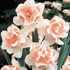 Double Daffodil Replete Narcissus Bulbs Blooms Species Growing Bonsai Roots Rhizomes Corms Tubers Potted Planting Reblooming Fragrant Garden Flower Seeds Plant