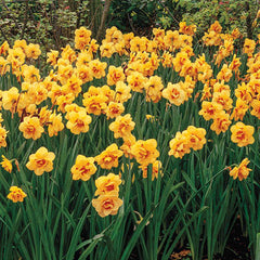 Double Daffodil Tahiti Narcissus Bulbs Blooms Species Growing Bonsai Roots Rhizomes Corms Tubers Potted Planting Reblooming Fragrant Garden Flower Seeds Plant - Seedsplant