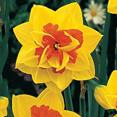 Double Daffodil Tahiti Narcissus Bulbs Blooms Species Growing Bonsai Roots Rhizomes Corms Tubers Potted Planting Reblooming Fragrant Garden Flower Seeds Plant - Seedsplant