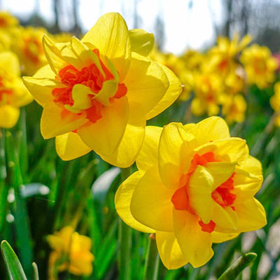 Double Daffodil Tahiti Narcissus Bulbs Blooms Species Growing Bonsai Roots Rhizomes Corms Tubers Potted Planting Reblooming Fragrant Garden Flower Seeds Plant