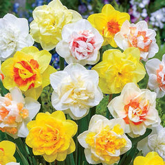 Double Daffodil Mix Narcissus Bulbs Blooms Species Growing Bonsai Roots Rhizomes Corms Tubers Potted Planting Reblooming Fragrant Garden Flower Seeds Plant
