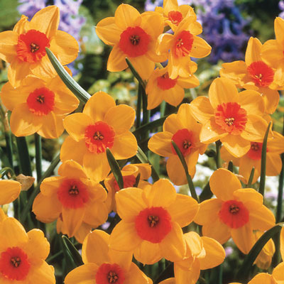 Jonquilla Daffodil Kedron Narcissus Bulbs Blooms Species Growing Bonsai Roots Rhizomes Corms Tubers Potted Planting Reblooming Fragrant Garden Flower Seeds Plant