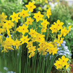 Jonquilla Daffodil Baby Boomer Narcissus Bulbs Blooms Species Growing Bonsai Roots Rhizomes Corms Tubers Potted Planting Reblooming Fragrant Garden Flower Seeds Plant