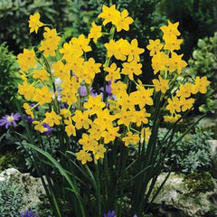 Jonquilla Daffodil Baby Boomer Narcissus Bulbs Blooms Species Growing Bonsai Roots Rhizomes Corms Tubers Potted Planting Reblooming Fragrant Garden Flower Seeds Plant