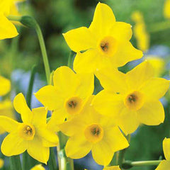 Jonquilla Daffodil Baby Boomer Narcissus Bulbs Blooms Species Growing Bonsai Roots Rhizomes Corms Tubers Potted Planting Reblooming Fragrant Garden Flower Seeds Plant
