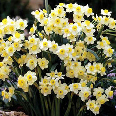 Tazetta Daffodil Minnow Narcissus Bulbs Blooms Species Growing Bonsai Roots Rhizomes Corms Tubers Potted Planting Reblooming Fragrant Garden Flower Seeds Plant