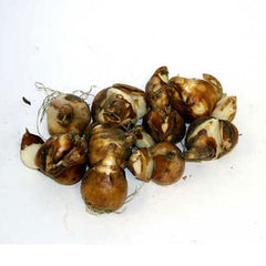 Tazetta Daffodil Minnow Narcissus Bulbs Blooms Species Growing Bonsai Roots Rhizomes Corms Tubers Potted Planting Reblooming Fragrant Garden Flower Seeds Plant