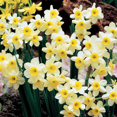 Tazetta Daffodil Minnow Narcissus Bulbs Blooms Species Growing Bonsai Roots Rhizomes Corms Tubers Potted Planting Reblooming Fragrant Garden Flower Seeds Plant