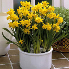 Cyclamineus Daffodil Tete-a-Tete Narcissus Bulbs Blooms Species Growing Bonsai Roots Rhizomes Corms Tubers Potted Planting Reblooming Fragrant Garden Flower Seeds Plant