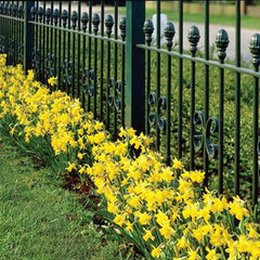 Cyclamineus Daffodil Tete-a-Tete Narcissus Bulbs Blooms Species Growing Bonsai Roots Rhizomes Corms Tubers Potted Planting Reblooming Fragrant Garden Flower Seeds Plant