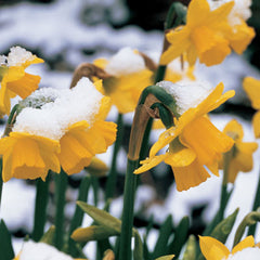 Cyclamineus Daffodil Tete-a-Tete Narcissus Bulbs Blooms Species Growing Bonsai Roots Rhizomes Corms Tubers Potted Planting Reblooming Fragrant Garden Flower Seeds Plant