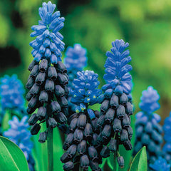 Grape Hyacinth Breathtaking Blue Hues Bulbs Blooms Species Growing Bonsai Roots Rhizomes Corms Tubers Potted Planting Reblooming Fragrant Garden Flower Seeds Plant Gardening - Seedsplant