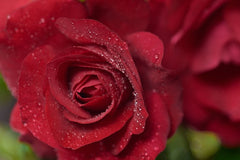 Trust Rose Seedlings Flower Seeds Perennial Growing Bonsai Corms Tubers Potted Planting Reblooming Fragrant Garden Roots Rhizomes Species Blooms Plant Bulbs Gardening Tree
