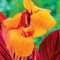 Variegated Giant Canna Phasion Bulbs Perennial Growing Bonsai Roots Rhizomes Corms Tubers Potted Planting Reblooming Fragrant Garden Species Blooms Flower Seeds Plant Gardening