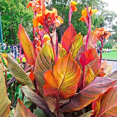 Variegated Giant Canna Phasion Bulbs Perennial Growing Bonsai Roots Rhizomes Corms Tubers Potted Planting Reblooming Fragrant Garden Species Blooms Flower Seeds Plant Gardening