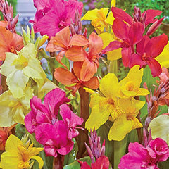Giant Cannas Mixed Bulbs Perennial Growing Bonsai Roots Rhizomes Corms Tubers Potted Planting Reblooming Fragrant Garden Species Blooms Flower Seeds Plant Gardening