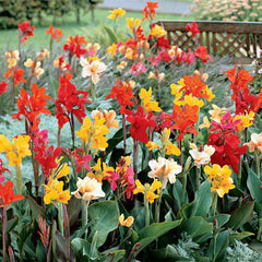 Giant Cannas Mixed Bulbs Perennial Growing Bonsai Roots Rhizomes Corms Tubers Potted Planting Reblooming Fragrant Garden Species Blooms Flower Seeds Plant Gardening