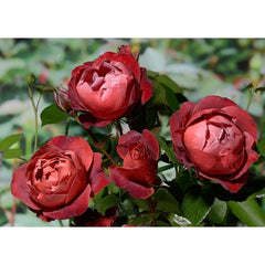 Hot Chocolate Rose Seedlings Flower Seeds Perennial Growing Bonsai Corms Tubers Potted Planting Reblooming Fragrant Garden Roots Rhizomes Species Blooms Plant Bulbs Gardening Tree