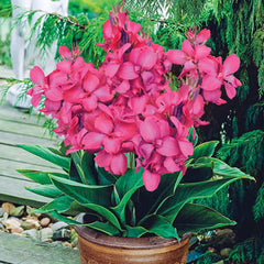 Dwarf Canna Pink Beauty Bulbs Perennial Growing Bonsai Roots Rhizomes Corms Tubers Potted Planting Reblooming Fragrant Garden Species Blooms Flower Seeds Plant Gardening