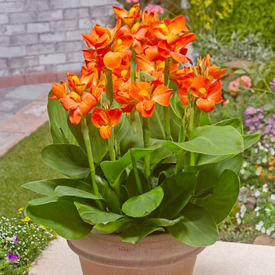 Dwarf Canna Ingeborg Bulbs Perennial Growing Bonsai Roots Rhizomes Corms Tubers Potted Planting Reblooming Fragrant Garden Species Blooms Flower Seeds Plant Gardening