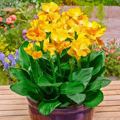 Dwarf Canna Cleopatra Yellow Bulbs Perennial Growing Bonsai Roots Rhizomes Corms Tubers Potted Planting Reblooming Fragrant Garden Species Blooms Flower Seeds Plant Gardening