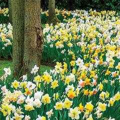 Daffodils for Shade Mix Narcissus Bulbs Blooms Species Growing Bonsai Roots Rhizomes Corms Tubers Potted Planting Reblooming Fragrant Garden Flower Seeds Plant