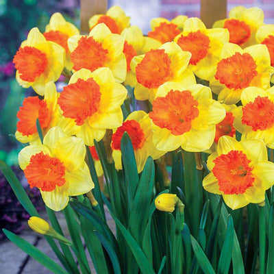 Large Cupped Daffodil Coral Crown Narcissus Bulbs Blooms Species Growing Bonsai Roots Rhizomes Corms Tubers Potted Planting Reblooming Fragrant Garden Flower Seeds Plant