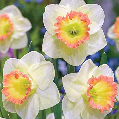 Large Cupped Daffodil Martha Stewart Narcissus Bulbs Blooms Species Growing Bonsai Roots Rhizomes Corms Tubers Potted Planting Reblooming Fragrant Garden Flower Seeds Plant
