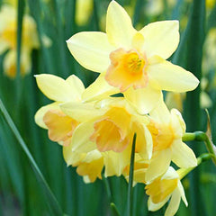 Jonquilla Daffodil Blushing Lady Mixture Narcissus Bulbs Blooms Species Growing Bonsai Roots Rhizomes Corms Tubers Potted Planting Reblooming Fragrant Garden Flower Seeds Plant