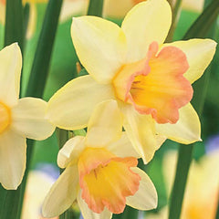 Jonquilla Daffodil Blushing Lady Mixture Narcissus Bulbs Blooms Species Growing Bonsai Roots Rhizomes Corms Tubers Potted Planting Reblooming Fragrant Garden Flower Seeds Plant