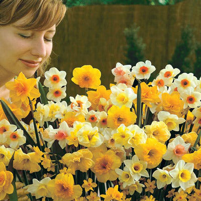 Fragrant Jonquils Daffodil Narcissus Bulbs Blooms Species Growing Bonsai Roots Rhizomes Corms Tubers Potted Planting Reblooming Fragrant Garden Flower Seeds Plant