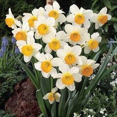 Large Cupped Daffodil Sempre Avanti Narcissus Bulbs Blooms Species Growing Bonsai Roots Rhizomes Corms Tubers Potted Planting Reblooming Fragrant Garden Flower Seeds Plant - Seedsplant