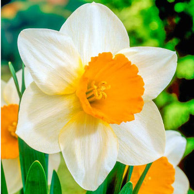 Large Cupped Daffodil Sempre Avanti Narcissus Bulbs Blooms Species Growing Bonsai Roots Rhizomes Corms Tubers Potted Planting Reblooming Fragrant Garden Flower Seeds Plant