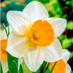 Large Cupped Daffodil Sempre Avanti Narcissus Bulbs Blooms Species Growing Bonsai Roots Rhizomes Corms Tubers Potted Planting Reblooming Fragrant Garden Flower Seeds Plant - Seedsplant