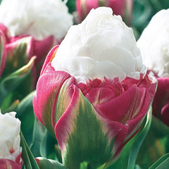 Ice Cream Tulip Bulbs Blooms Species Growing Bonsai Roots Rhizomes Corms Tubers Potted Planting Reblooming Fragrant Garden Flower Seeds Plant - Seedsplant