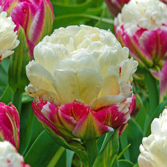 Ice Cream Tulip Bulbs Blooms Species Growing Bonsai Roots Rhizomes Corms Tubers Potted Planting Reblooming Fragrant Garden Flower Seeds Plant - Seedsplant