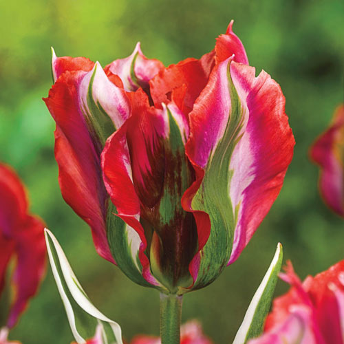 Esperanto Tulip Bulbs Blooms Species Growing Bonsai Roots Rhizomes Corms Tubers Potted Planting Reblooming Fragrant Garden Flower Seeds Plant