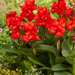 Red Canna Bulbs Perennial Growing Bonsai Roots Rhizomes Corms Tubers Potted Planting Reblooming Fragrant Garden Species Blooms Flower Seeds Plant Gardening