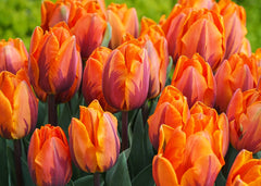 Finola Double Tulip 2 Bulbs Flower Bulbs Peony Tulips Fragrant Spring May Flowers