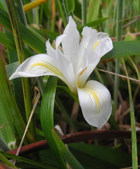 Iris Douglasiana Herbert Bearded Iris Species Growing Bonsai Bulbs Roots Rhizomes Corms Tubers Potted Planting Reblooming Fragrant Garden Flower Seeds Plant